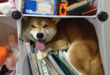 Минута отдыха Домашние животные и их любимые идеальные уголки для отдыха Животные 