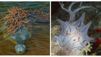 Минута отдыха 12 невероятных созданий, которых можно смело назвать живыми чудесами Интересное  Минута отдыха 12 невероятных созданий, которых можно смело назвать живыми чудесами Интересное