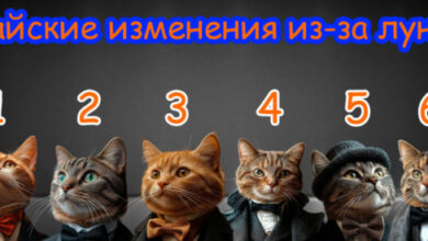 Минута отдыха Майские изменения в вашей жизни из-за луны! | Выберите ДВА КОТА! Интересное  Минута отдыха Майские изменения в вашей жизни из-за луны! | Выберите ДВА КОТА! Интересное