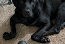 Минута отдыха Снимки смешных собак, с которыми точно не соскучишься Животные 