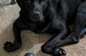 Минута отдыха Снимки смешных собак, с которыми точно не соскучишься Животные 