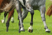 Минута отдыха Откуда появилось слово «скопытиться»? Интересное 