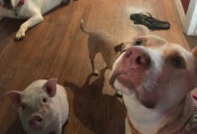 Минута отдыха Питомцы, которые делят один дом с разной степенью успеха Животные 