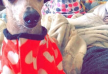 Минута отдыха Хозяева наряжают питомцев в пижамы, курточки и штанишки как ценителей моды Животные 