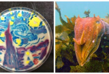 Минута отдыха От квадратных арбузов до лунной таможни: 10 нелепых и гениальных фактов, в которые сложно поверить Интересное 