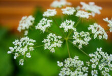 Минута отдыха Как навсегда избавиться от сныти на участке: 3 надежных метода борьбы с сорняком Интересное 