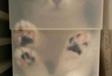 Минута отдыха Котики и их забавные попытки слиться с окружением Животные 