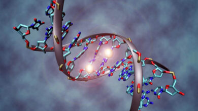 Минута отдыха Можно ли создать искусственную ДНК? Интересное 