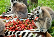 Минута отдыха Смешные животные в поисках всяких лакомств на снимках Животные 