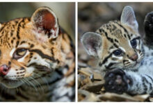 Минута отдыха 8 удивительных фактов об оцелоте — загадочной кошке джунглей Интересное 