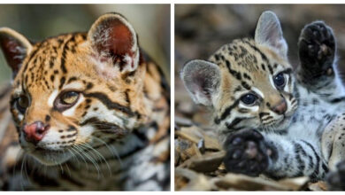 Минута отдыха 8 удивительных фактов об оцелоте — загадочной кошке джунглей Интересное  Минута отдыха 8 удивительных фактов об оцелоте — загадочной кошке джунглей Интересное