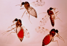 Минута отдыха Мокрецы: их не остановит даже противомоскитная сетка Интересное 