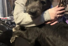 Минута отдыха Пушистые счастливчики, которые обрели дом и любящих хозяев Животные 