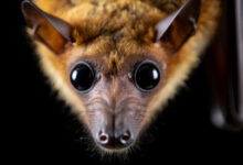 Минута отдыха Что означает появление летучей мыши: народные суеверия и культурные трактовки Интересное 