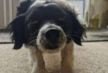 Минута отдыха Эти коты и собаки освоили йогу лучше людей Животные 