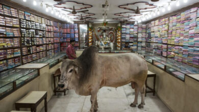 Минута отдыха Когда братья наши меньшие отправились на шопинг Животные  Минута отдыха Когда братья наши меньшие отправились на шопинг Животные