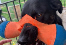 Минута отдыха Иногда собаки забывают о приличиях и дурачатся Животные 