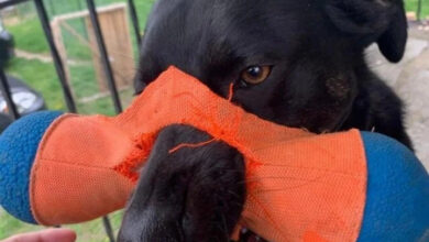 Минута отдыха Иногда собаки забывают о приличиях и дурачатся Животные  Минута отдыха Иногда собаки забывают о приличиях и дурачатся Животные