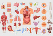 Минута отдыха Какой орган в нашем теле самый «ленивый»? Интересное 