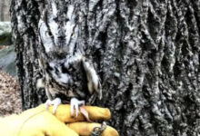 Минута отдыха Качественная маскировка животных: как природа позаботилась о защите Животные 