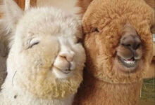 Минута отдыха Позитивные животные, которые поднимут настроение своим видом Животные 