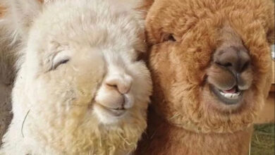 Минута отдыха Позитивные животные, которые поднимут настроение своим видом Животные  Минута отдыха Позитивные животные, которые поднимут настроение своим видом Животные