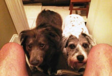 Минута отдыха Пёсели, которые всегда рядом, а личное пространство — это миф Животные 