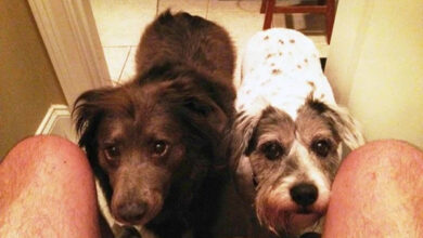 Минута отдыха Пёсели, которые всегда рядом, а личное пространство — это миф Животные 