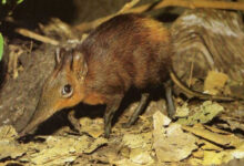 Минута отдыха Чучундра: реальное животное или мифический персонаж? Интересное 