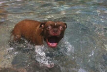 Минута отдыха Забавные псы, которые не согласны купаться и плавать Животные 