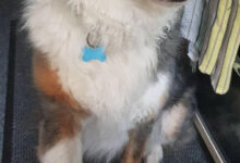 Минута отдыха Забавная логика любимых домашних животных на снимках Животные 