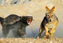 Минута отдыха Медоед: львы и леопарды боятся его Интересное 