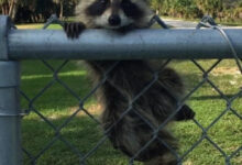 Минута отдыха Снимки милых и чудных енотов помогут забыть о проблемах Животные 