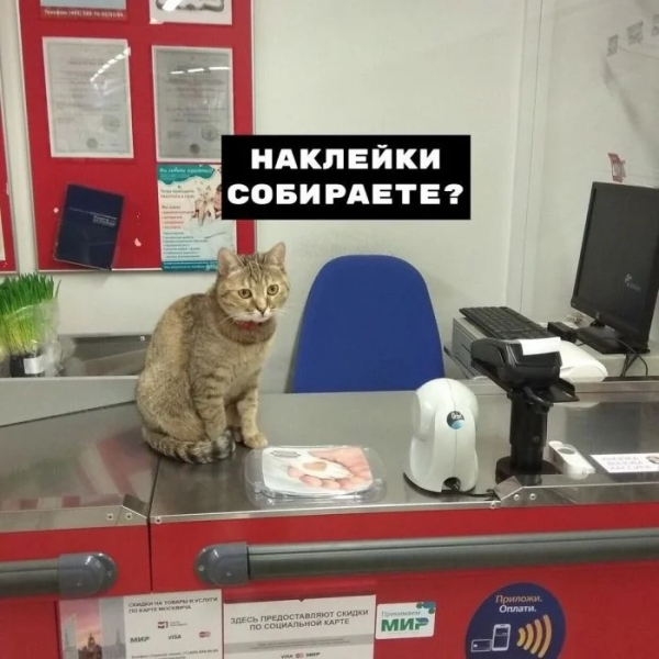 Минута отдыха Милые коты-кассиры, которые умеют расположить к себе клиента Животные  