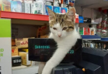 Минута отдыха Милые коты-кассиры, которые умеют расположить к себе клиента Животные 