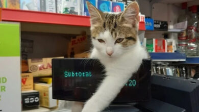 Минута отдыха Милые коты-кассиры, которые умеют расположить к себе клиента Животные  Минута отдыха Милые коты-кассиры, которые умеют расположить к себе клиента Животные