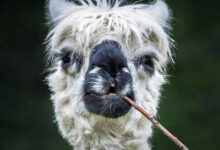 Минута отдыха Позитивные братья наши меньшие напоминают, что смех — лучшее лекарство Животные 