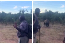 Минута отдыха Что делать при встрече с носорогом Интересное 