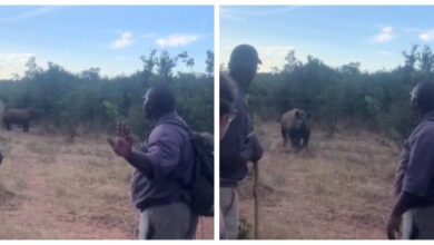 Минута отдыха Что делать при встрече с носорогом Интересное  Минута отдыха Что делать при встрече с носорогом Интересное