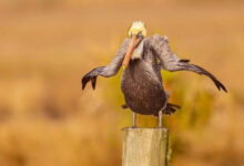 Минута отдыха Очаровательные обитатели планеты заряжают энергией природы и позитивом Животные 