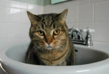 Минута отдыха Раковины и котофеи с неожиданным выбором места для отдыха Животные 