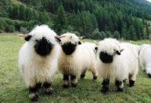 Минута отдыха Пушистые позитивные животные, которые растопят любое хмурое утро Животные 