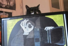 Минута отдыха Магия пушистых котиков, способных оказаться в нужном месте Животные 