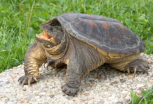 Минута отдыха Почему черепахи так долго живут? Интересное 