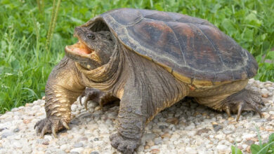 Минута отдыха Почему черепахи так долго живут? Интересное 