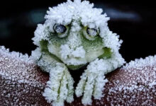 Минута отдыха Существа-выживальщики, которым не страшен конец света Животные 