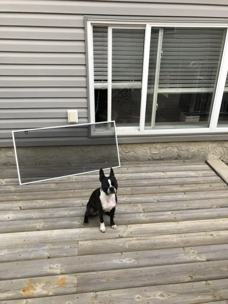 Минута отдыха Пушистые проказники, которые явно не собираются быть примерными Животные  Минута отдыха Пушистые проказники, которые явно не собираются быть примерными Животные