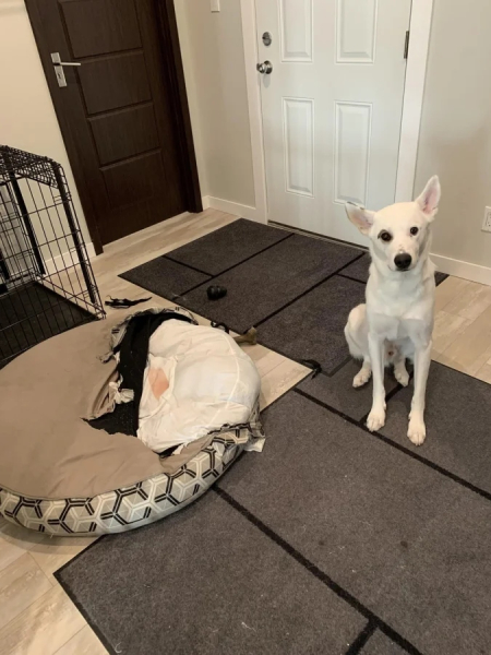 Минута отдыха Пушистые проказники, которые явно не собираются быть примерными Животные  Минута отдыха Пушистые проказники, которые явно не собираются быть примерными Животные