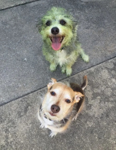 Минута отдыха Милые собаки, которые частенько чудят и не избегают нелепых ситуаций Животные 