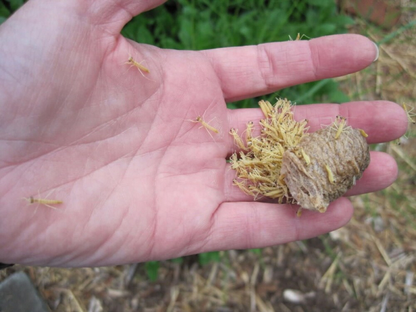 Минута отдыха Оотеки богомолов: странные коробочки появляются на деревьях в конце лета Интересное 